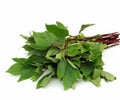 Gongura 2 Bunch