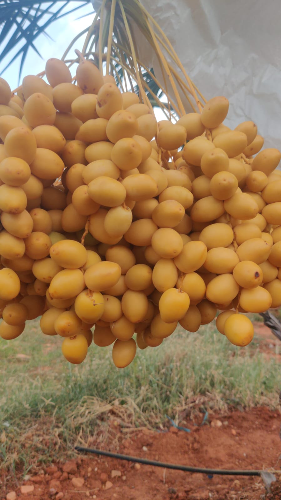 Dates ఖర్జూరం 1 kg