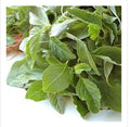 Amaranthus / Perugu Thotakura