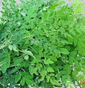 Drumstick leaves