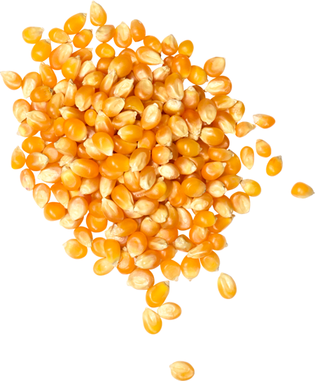 Popcorn seeds