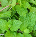 Mint leaves