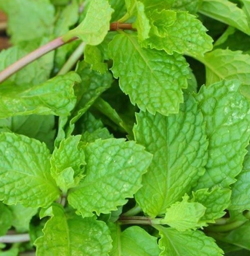 Mint leaves