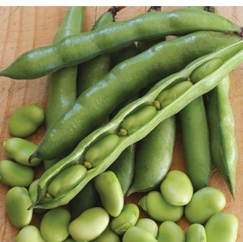 Broad Beans (Pedda Chikkudu)