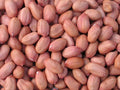 Ground Nuts / Peanuts / VeruSanaga
