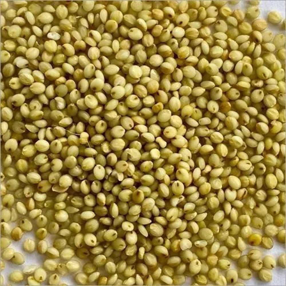 Brown Top Millet / Andu Korralu